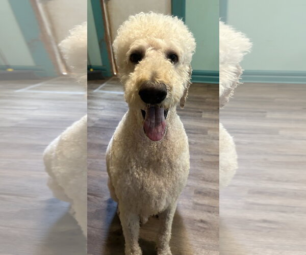 Medium Photo #6 Labradoodle Puppy For Sale in Pacolet, SC, USA