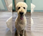 Small #5 Labradoodle