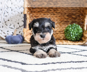 Schnauzer (Miniature) Puppy for sale in SYRACUSE, IN, USA