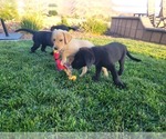 Small Photo #19 Labrador Retriever Puppy For Sale in APPLE VALLEY, CA, USA
