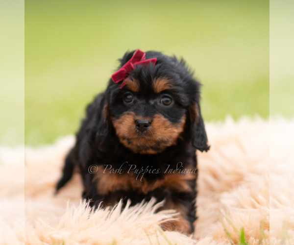 Medium Photo #21 Cavapoo (Miniature) Puppy For Sale in WARSAW, IN, USA