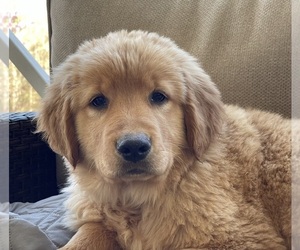 Golden Retriever Puppy for sale in FAIR PLAY, SC, USA