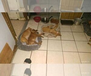 Miniature Pinscher Puppy for sale in S PASADENA, FL, USA