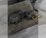 Small #5 Cane Corso