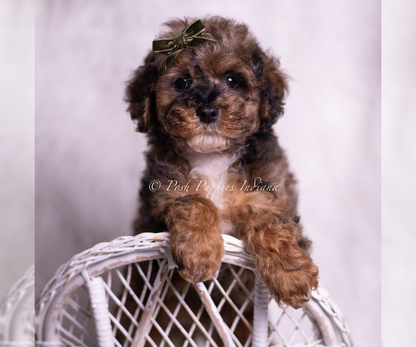 Medium Photo #2 Poodle (Toy) Puppy For Sale in WARSAW, IN, USA