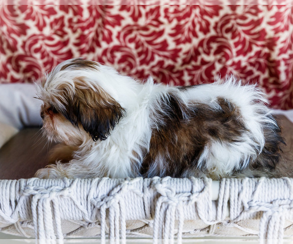 Medium Photo #12 Shih Tzu Puppy For Sale in WAKARUSA, IN, USA