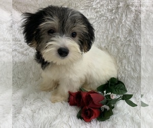 Morkie Puppy for sale in WINSLOW, AR, USA