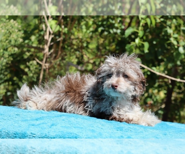 Medium Photo #3 ShihPoo Puppy For Sale in DYERSBURG, TN, USA