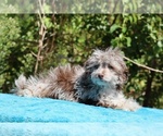 Small #2 ShihPoo