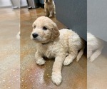 Small Photo #6 Goldendoodle Puppy For Sale in MURFREESBORO, TN, USA