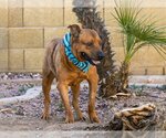 Small Photo #3 Australian Kelpie-Unknown Mix Puppy For Sale in Chandler, AZ, USA