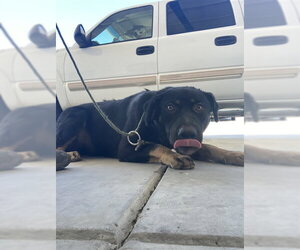 Labrottie Dogs for adoption in Bakersfield, CA, USA