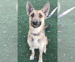 Small Photo #5 German Shepherd Dog-Unknown Mix Puppy For Sale in Rockwall, TX, USA