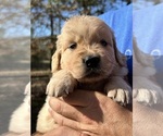 Puppy Eve Golden Retriever