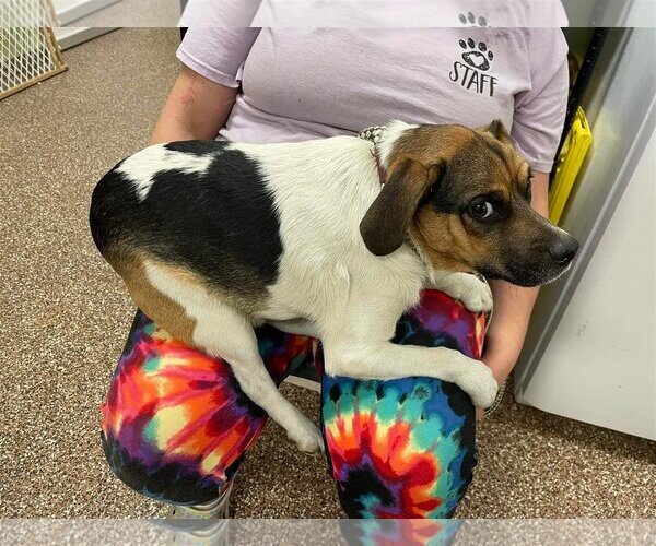 Medium Photo #2 Beagle-Unknown Mix Puppy For Sale in Charlottesville, VA, USA