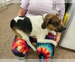 Small Photo #2 Beagle-Unknown Mix Puppy For Sale in Charlottesville, VA, USA