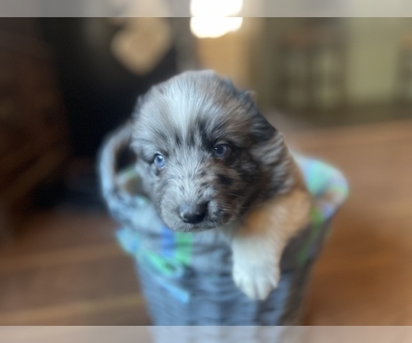 Medium Photo #4 Australian Shepherd Puppy For Sale in YADKINVILLE, NC, USA