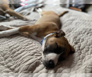 Labrador Retriever Dogs for adoption in Winter, WI, USA