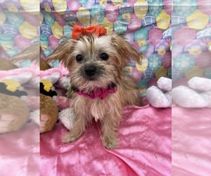 Morkie Puppy for Sale in BOLINGBROOK, Illinois USA