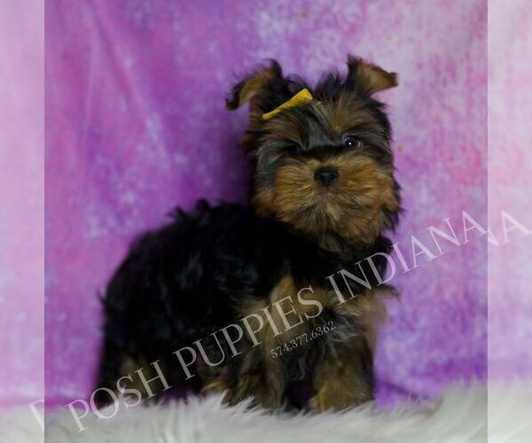 Medium Photo #24 Yorkshire Terrier Puppy For Sale in WARSAW, IN, USA