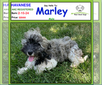 Image preview for Ad Listing. Nickname: Marley