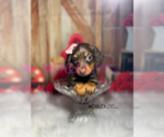 Small Photo #9 Dachshund Puppy For Sale in RIPLEY, MS, USA