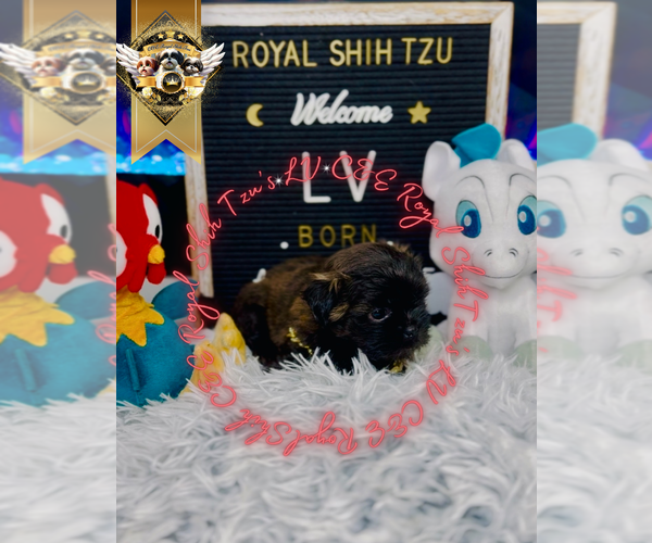 Medium Photo #2 Shih Tzu Puppy For Sale in ATHENS, GA, USA