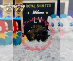 Small #1 Shih Tzu
