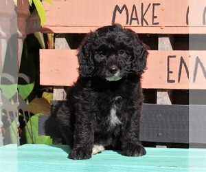 Aussiedoodle Miniature  Puppy for sale in HOLTWOOD, PA, USA
