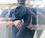 Small Photo #14 Cane Corso Puppy For Sale in MCDONOUGH, GA, USA