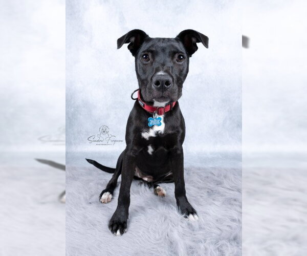 Medium Photo #6 Labrador Retriever-Unknown Mix Puppy For Sale in Enfield, CT, USA