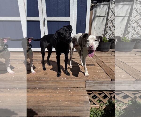 Medium Photo #12 Labrador Retriever-Unknown Mix Puppy For Sale in Greenville, SC, USA