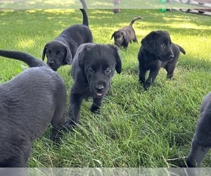 Labrador Retriever Puppy for Sale in BETTENDORF, Iowa USA