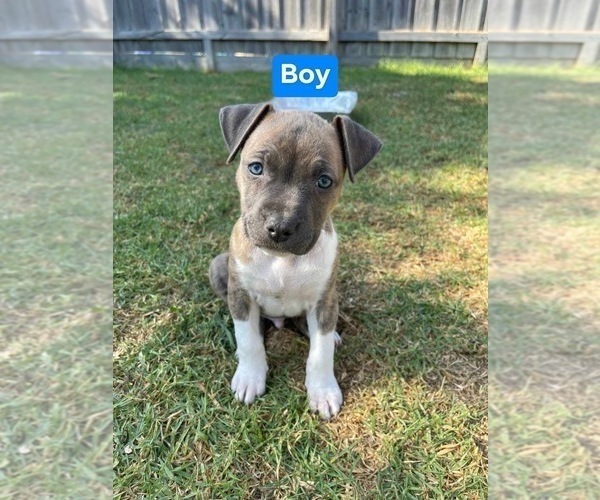 Medium Photo #6 American Staffordshire Terrier Puppy For Sale in Frankston, Victoria, Australia