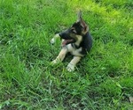 Small Photo #12 German Shepherd Dog Puppy For Sale in PORTAGE, IN, USA