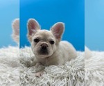 Small Photo #2 French Bulldog Puppy For Sale in BAITING HOLLOW, NY, USA
