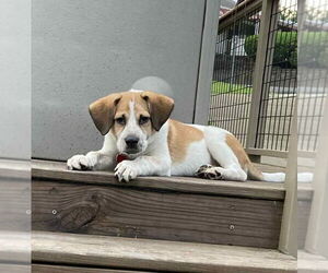 Beagle-Unknown Mix Dogs for adoption in Springdale, PA, USA