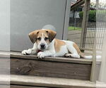 Small Beagle Mix