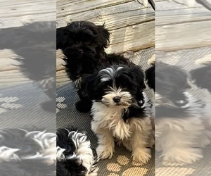 YorkiePoo Puppy for sale in ADAIRSVILLE, GA, USA