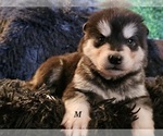 Small Photo #12 Alaskan Malamute Puppy For Sale in MIDWEST CITY, OK, USA