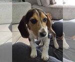 Small #2 Beagle