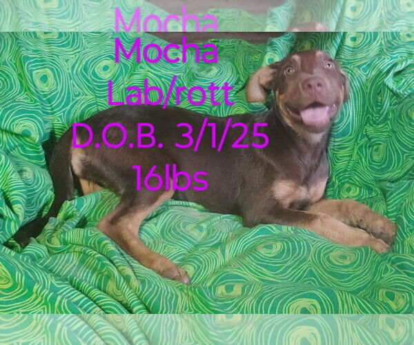 Medium Photo #1 Labrottie Puppy For Sale in Marine City, MI, USA