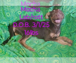 Labrottie Dogs for adoption in Marine City, MI, USA