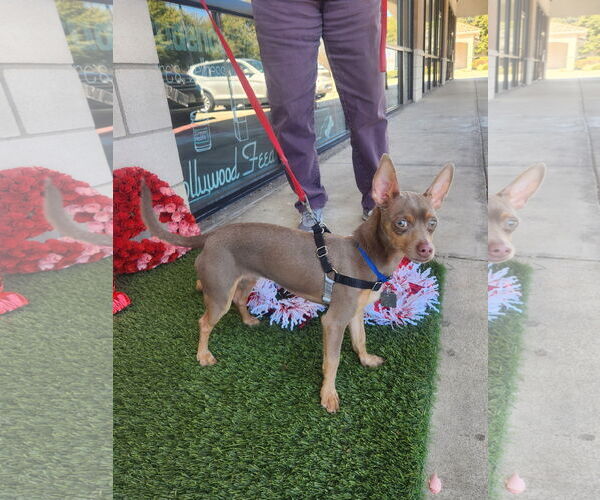 Medium Photo #4 Chihuahua-Unknown Mix Puppy For Sale in Dallas, TX, USA