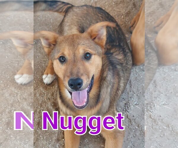Medium Photo #2 German Shepherd Dog-Unknown Mix Puppy For Sale in Mexia , TX, USA