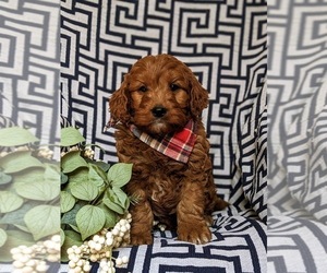 Goldendoodle (Miniature) Puppy for sale in OXFORD, PA, USA