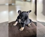 Small Photo #2 French Bulldog Puppy For Sale in WEST PALM BEACH, FL, USA