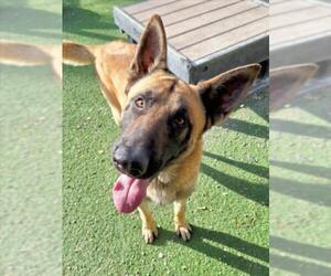 German Shepherd Dog Dogs for adoption in Woodland, CA, USA