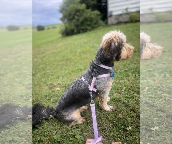 Medium Photo #8 Mutt Puppy For Sale in Allentown,, PA, USA