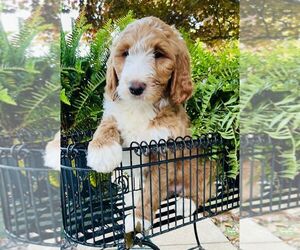 Goldendoodle (Miniature) Puppy for sale in HENDERSONVILLE, NC, USA